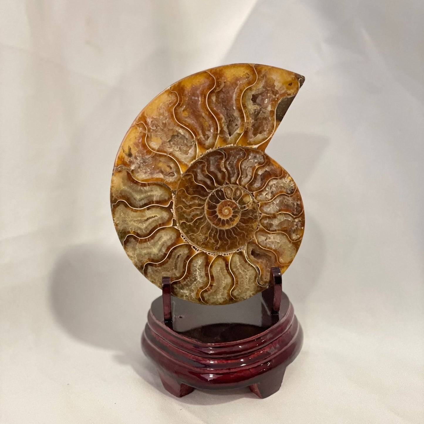 Ammonite | Fóssil 1