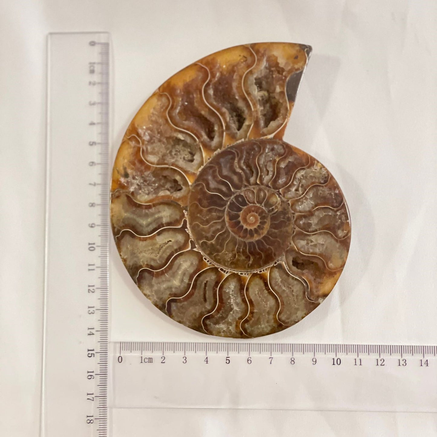 Ammonite | Fóssil 1
