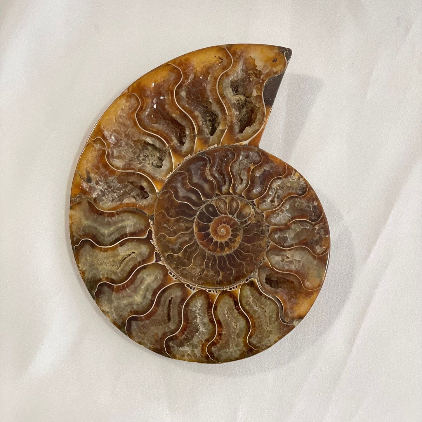 Ammonite | Fóssil 1